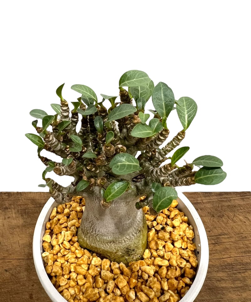アデニウム アラビカム スモールリーフ”選抜個体' 「Adenium arabicum