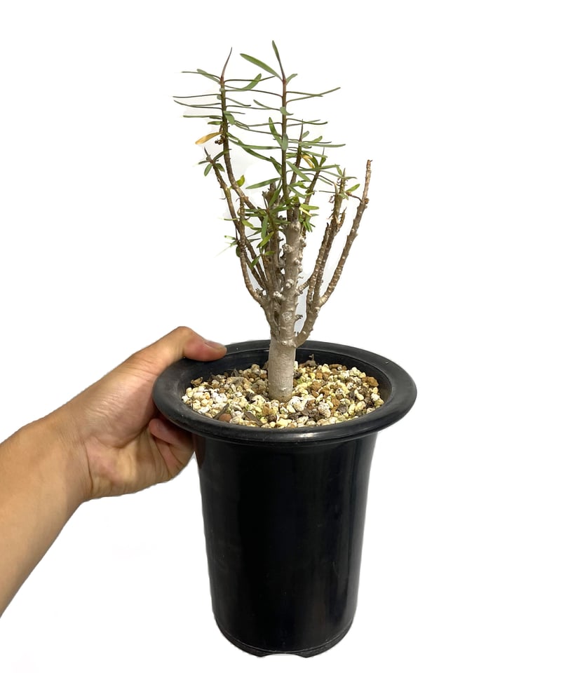 ユーフォルビア バルサミフェラ「 Euphorbia balsamifera」8/2 | SH...