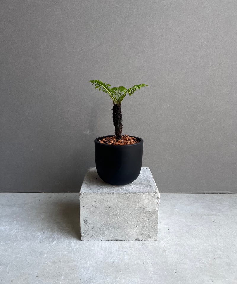 ブレクナム ギッバム ドワーフ 「Blechnum gibbum Dwarf 」21F | S