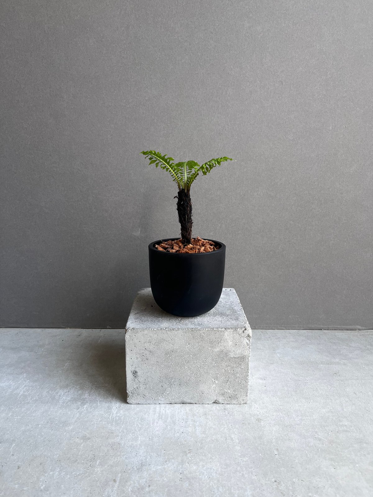 ブレクナム ギッバム ドワーフ 「Blechnum gibbum Dwarf 」21F | S