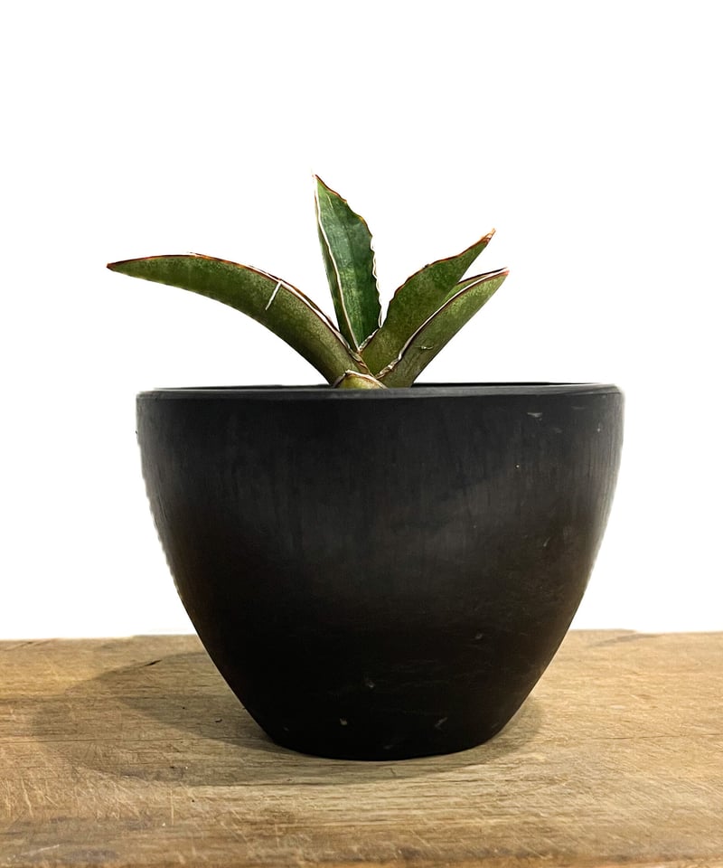 サンスベリア　プフィステリー サンセベリア プフィステリー「Sansevieria pfisterii」2/8-49