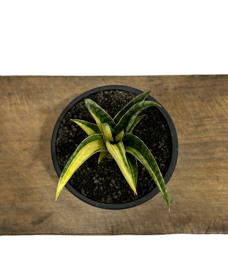 大株 サンスベリア バガモエンシス 斑入り サンセベリア sansevieria 大株 サンスベリア バガモエンシス 斑入り サンセベリア sansevieria