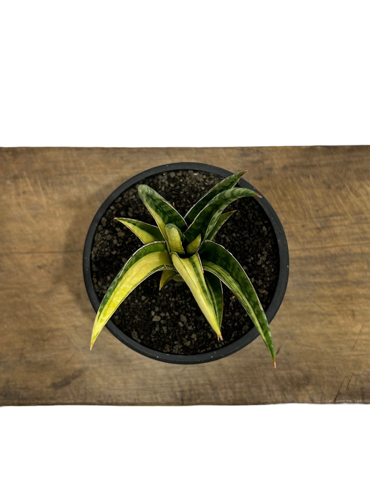サンセベリア ブラ ケニア 斑入「Sansevieria Bura Kenya Variega