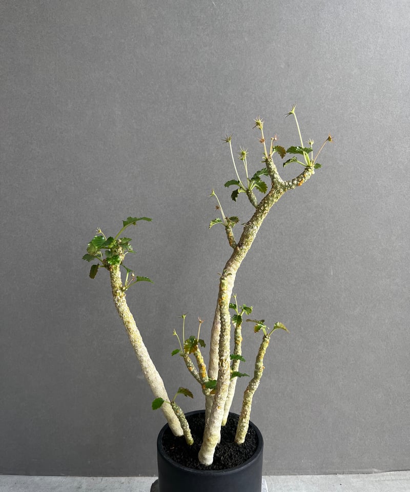 ドルステニア ジプソフィラ x ホルウッディ「Dorstenia gypsophila x h