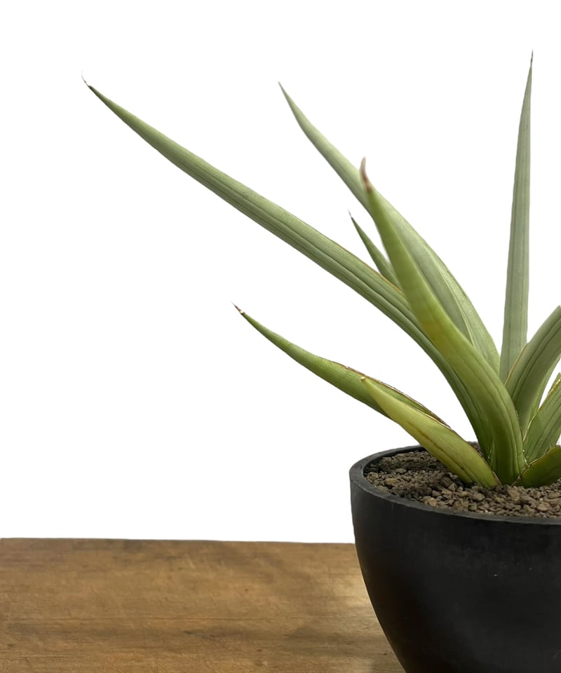 サンセベリア ダンシング ドラゴン 「Sansevieria Dancing サンセベリア ダンシング ドラゴン 「Sansevieria Dancing