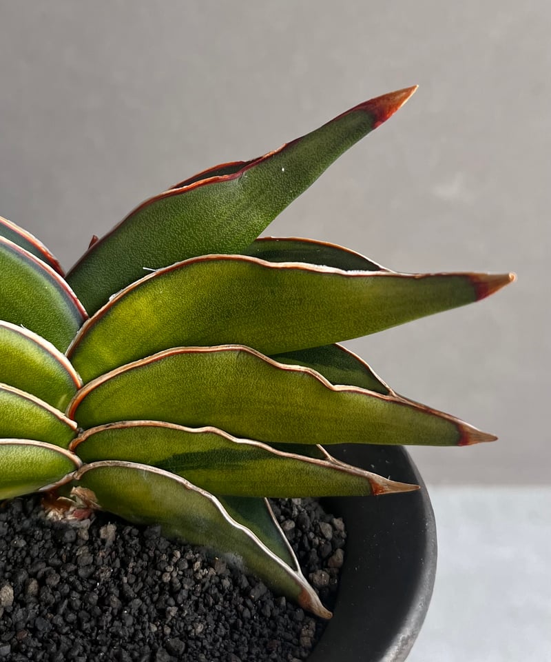 サンセベリア ロリダ 斑入 変異種(選抜個体) 「Sansevieria rorida Var
