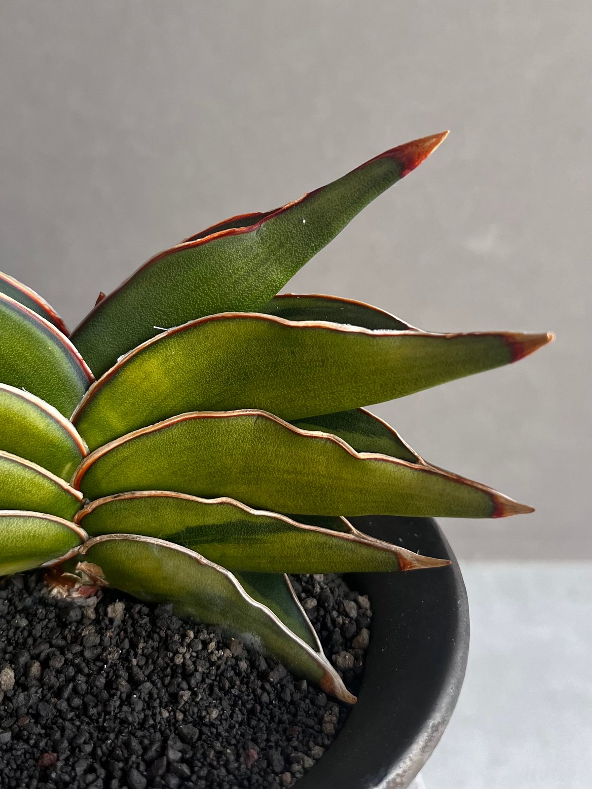 サンスベリア ロリダ 斑入Sansevieria Rorida Ver サンセベリア ロリダ