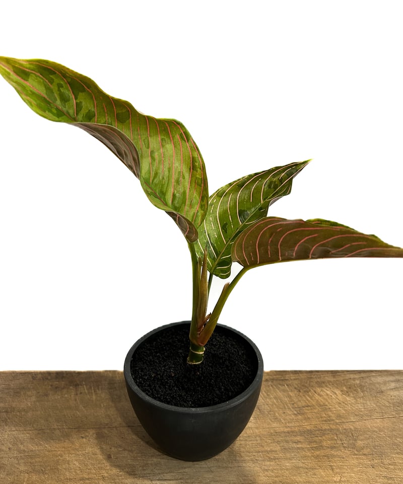 アグラオネマ レッドアーミー「Aglaonema Red Army」3/7-119 | SHO