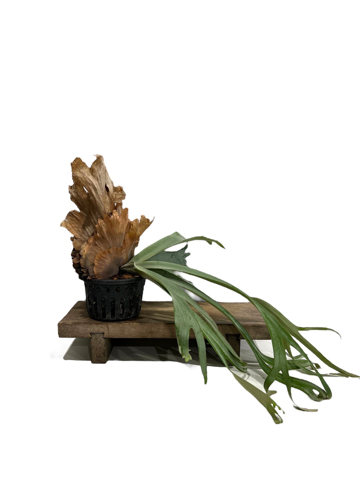 punsinee oc pup from 松園 P. ウィリンキー cv. プンシニー 「P