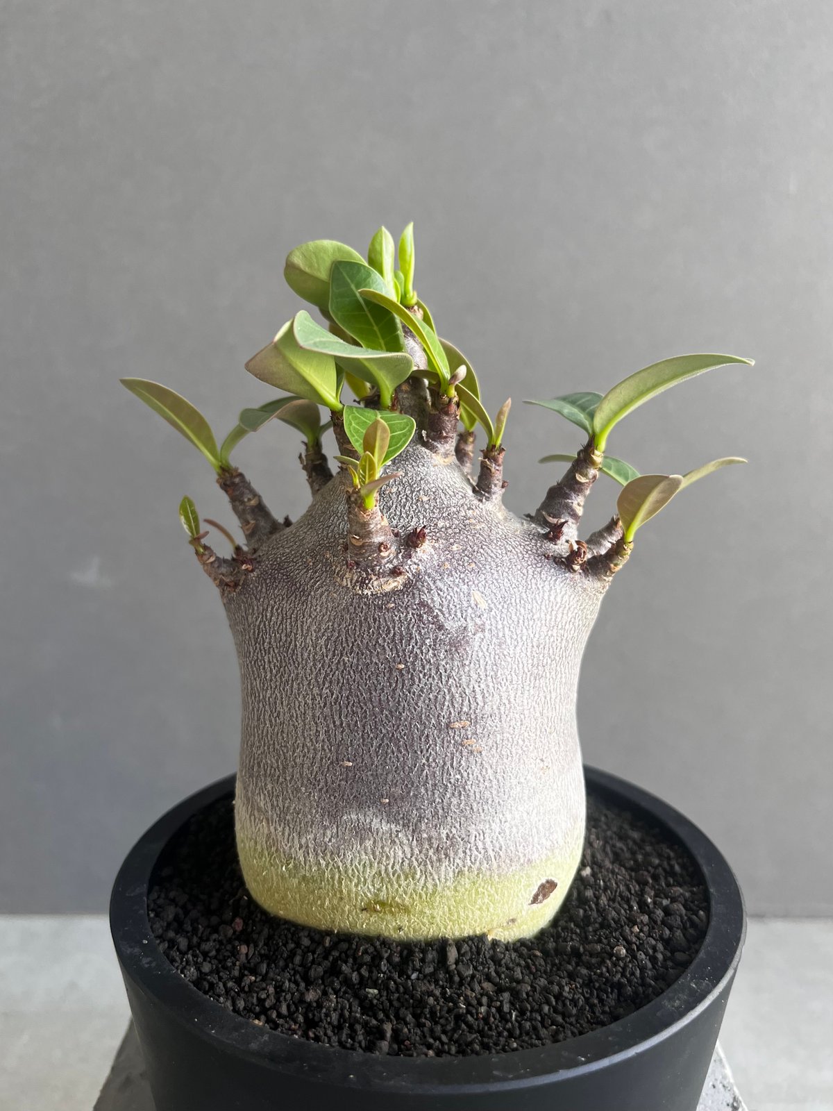 アデニウム アラビカム スーパー ドワーフ “ブラック” 「Adenium