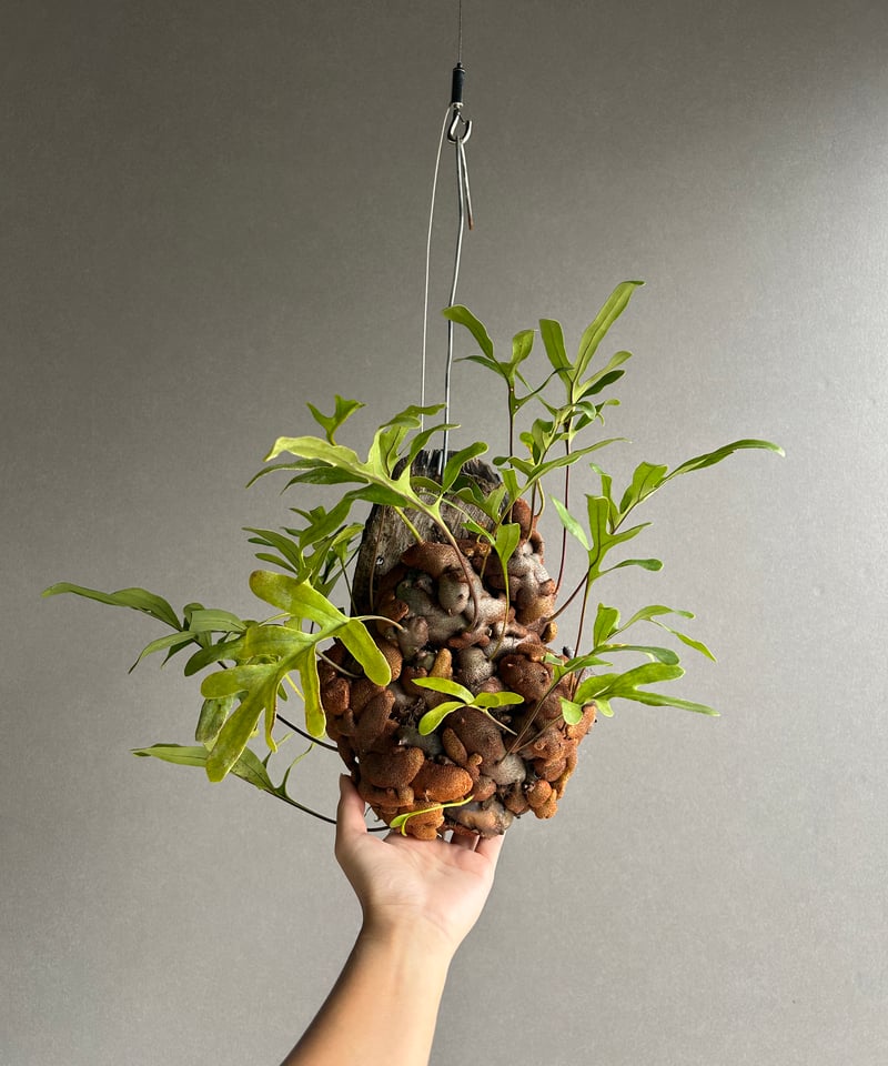 レカノプテリス クルスタセア「Lecanopteris crustacea」62J | SHO