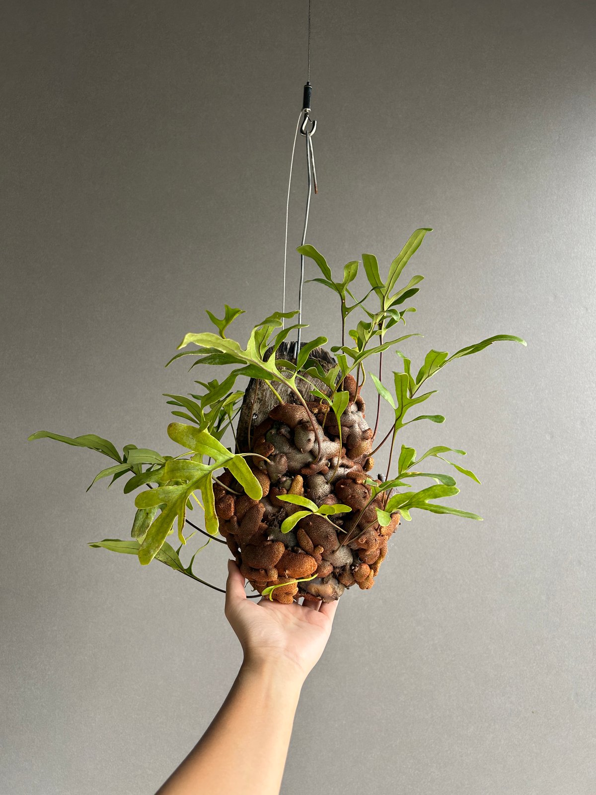 レカノプテリス クルスタセア「Lecanopteris crustacea」62J | SHO