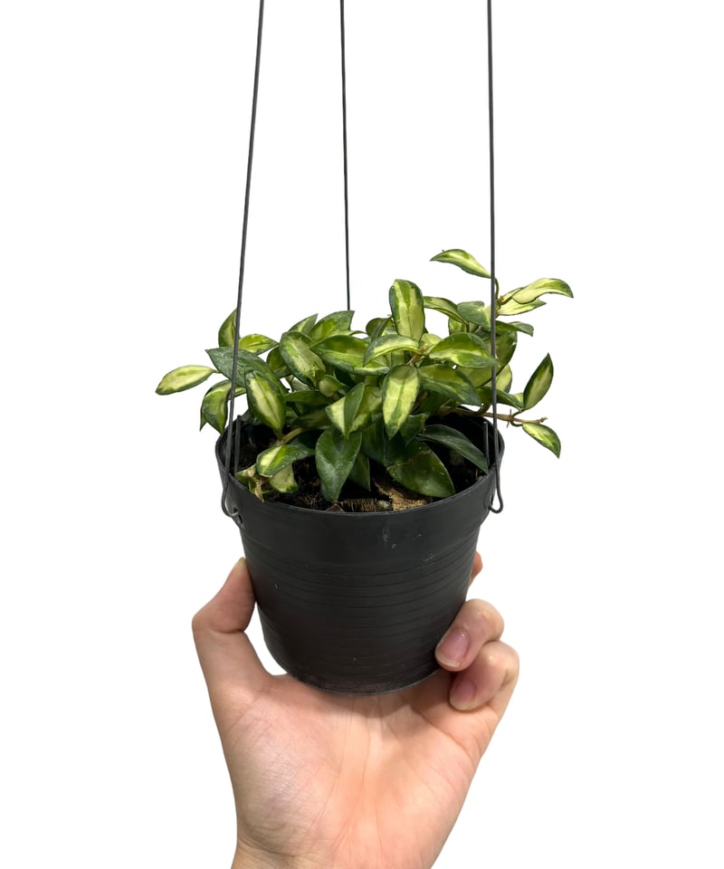 No.3＊Hoya ＊ ホヤ ＊ ラクノーサ ＊ lacunosa Bruno Hoya Lacunosa Bruno Variegated – TerraFlora Global
