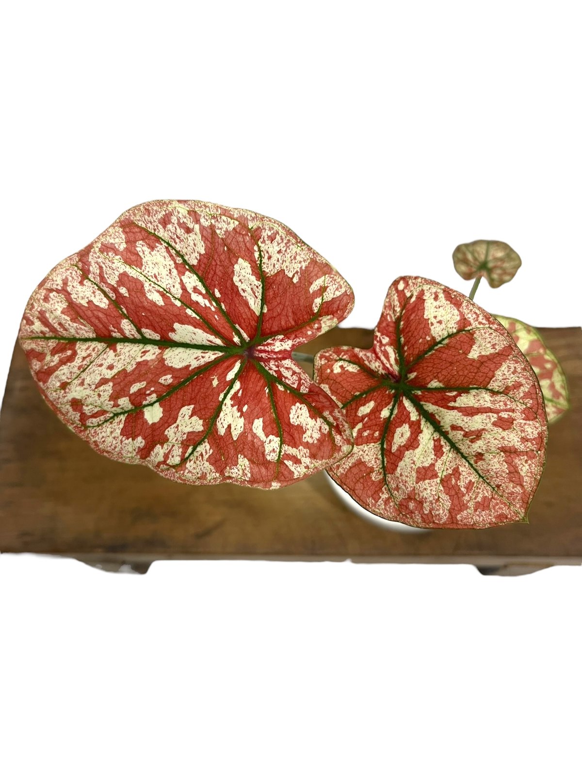 カラジウム　カラジューム　タイハイブリッド　ヒラヒラ系 カラジウム カラジューム タイハイブリッド ヒラヒラ系 27 タイ産