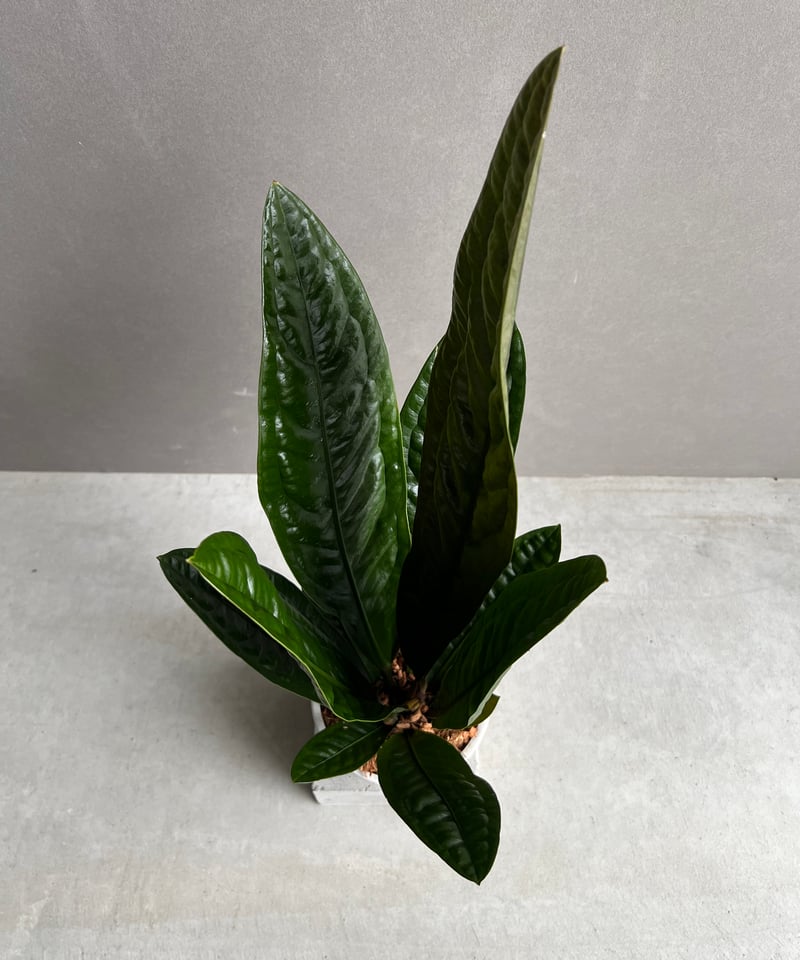 アンスリウム スパーバム 「Anthurium superbum」11Y | SHOUCHIKUEN