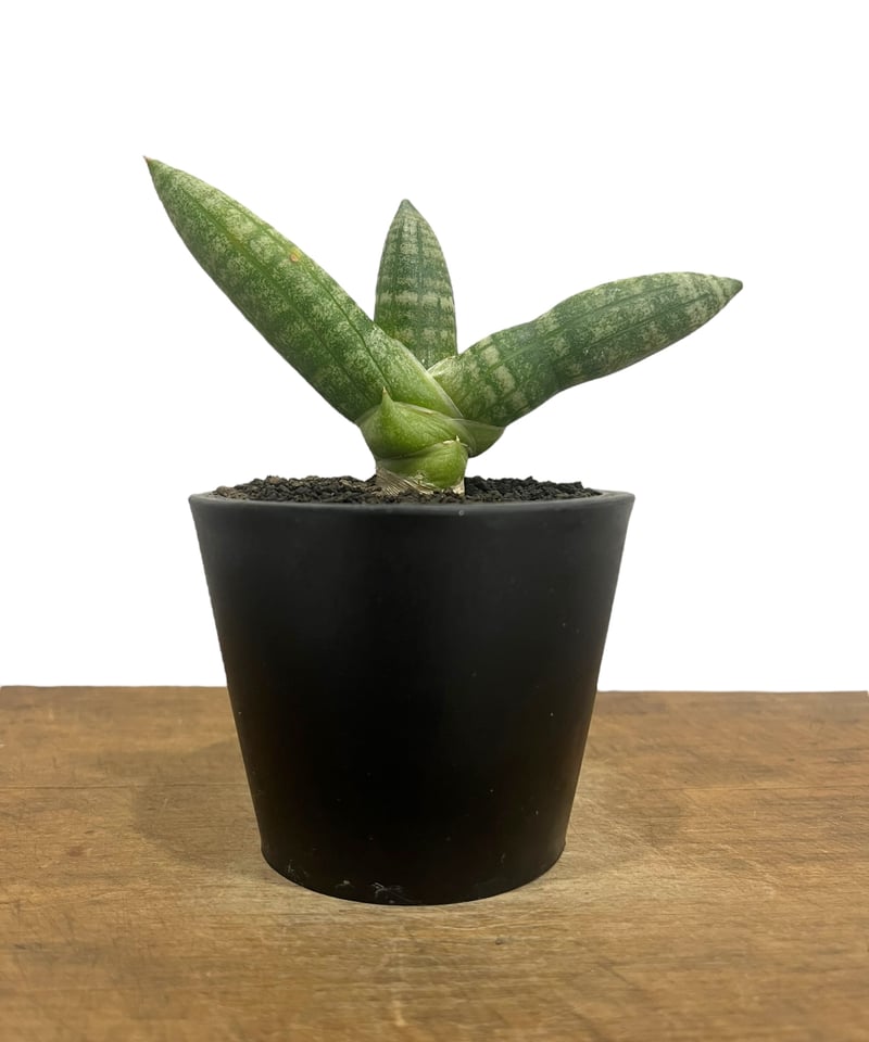 サンセベリア ミーナ 「Sansevieria Meena 」30S | SHOUCHIKUEN