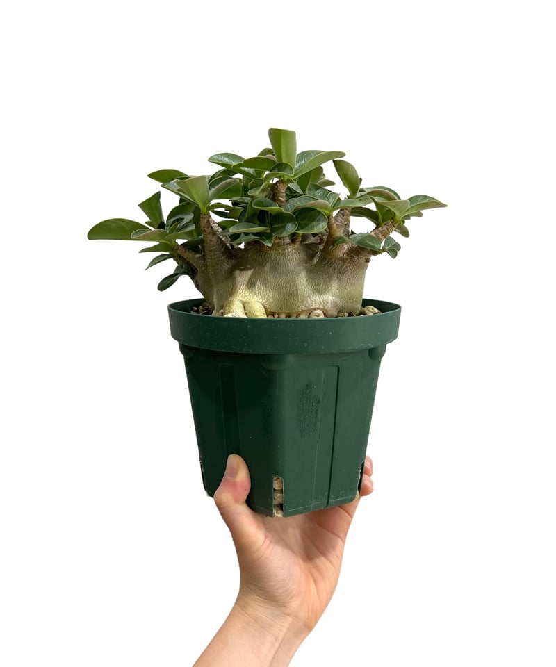 アデニウム アラビカム スーパー ドワーフ タイプ 「Adenium arabicum