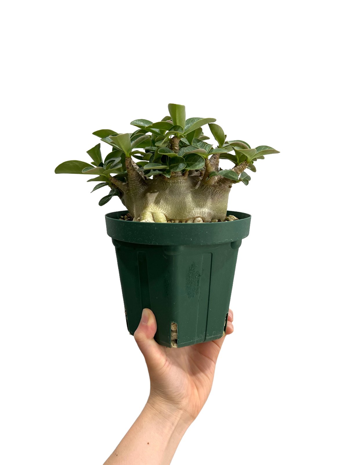 アデニウム アラビカム スーパー ドワーフ タイプ 「Adenium arabicum
