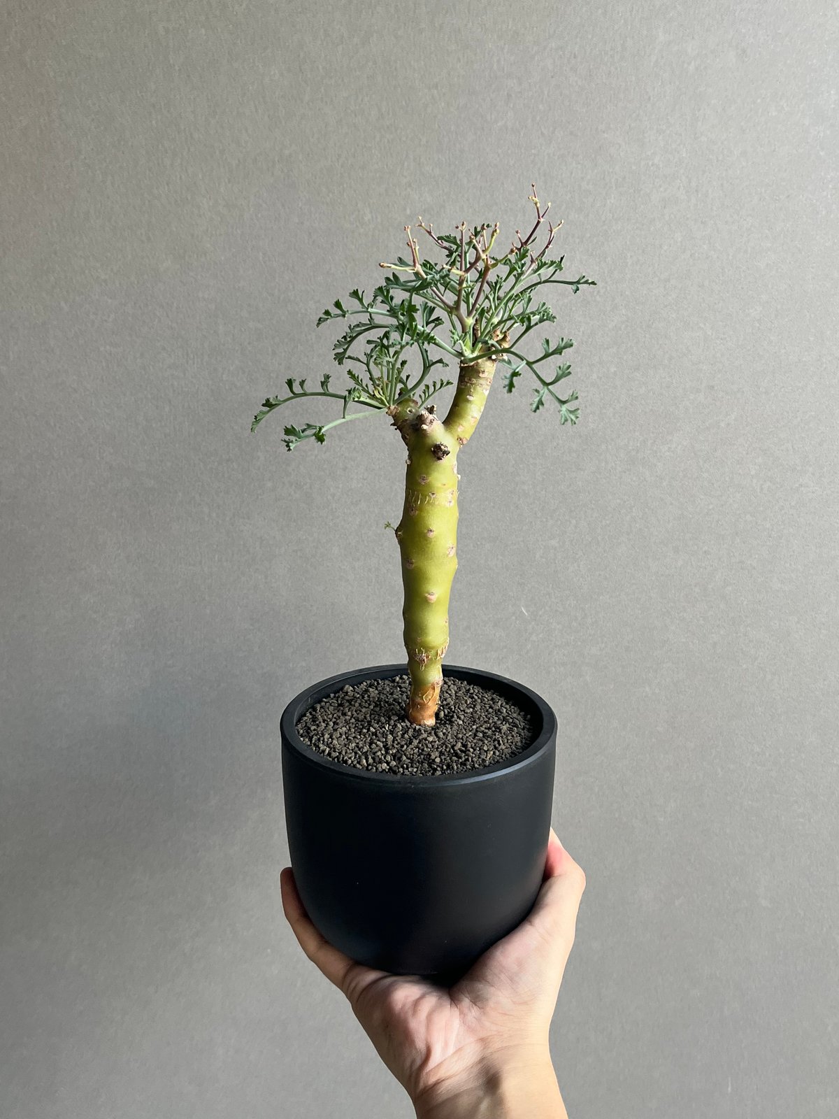 ペラルゴニウム クリズミフォリウム 「Pelargonium crithmifolium」5