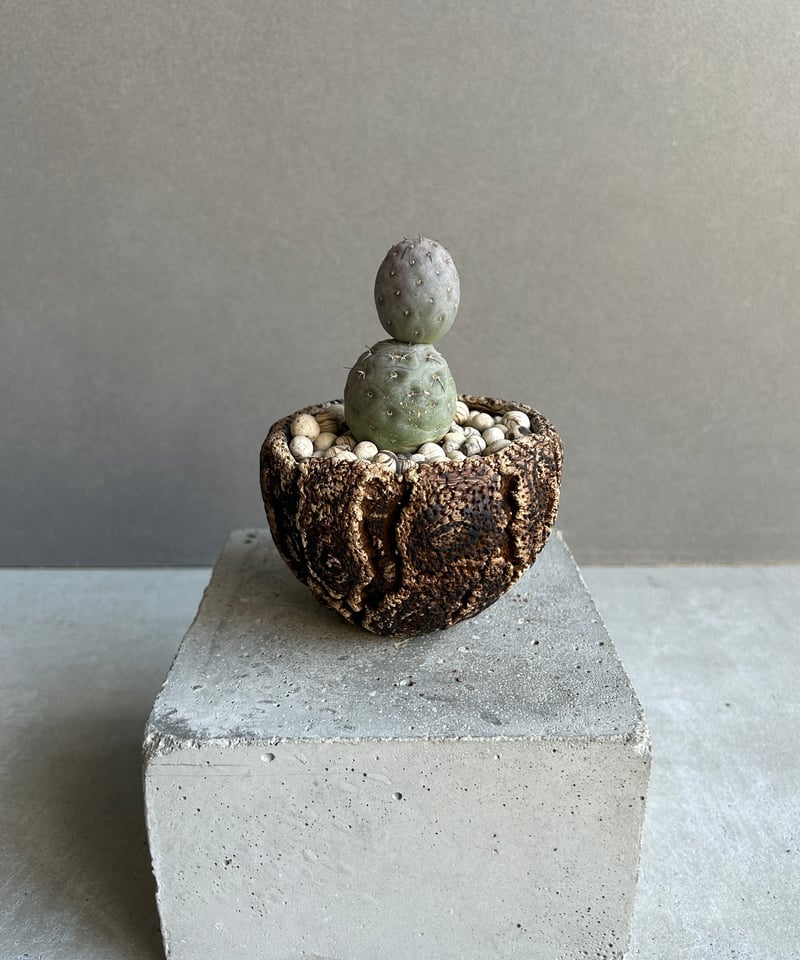 テフロカクタス ゲオメトリクス+plantsmonsters pot「Tephrocactus
