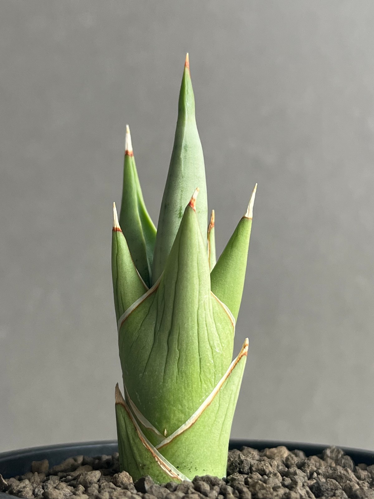 サンセベリア チャニン(by アンヤマニー ガーデン) 「Sansevieria