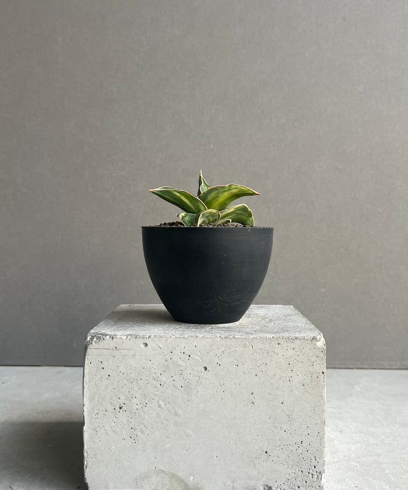 サンセベリア ピングレン 斑入 「Sansevieria Pingren Variegated