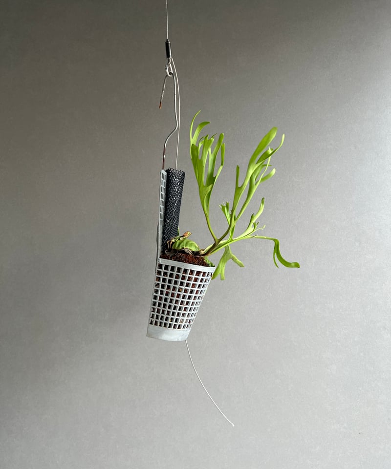 ビカクシダ リドレイ “パカラン”「Platycerium ridleyi “Pakarang