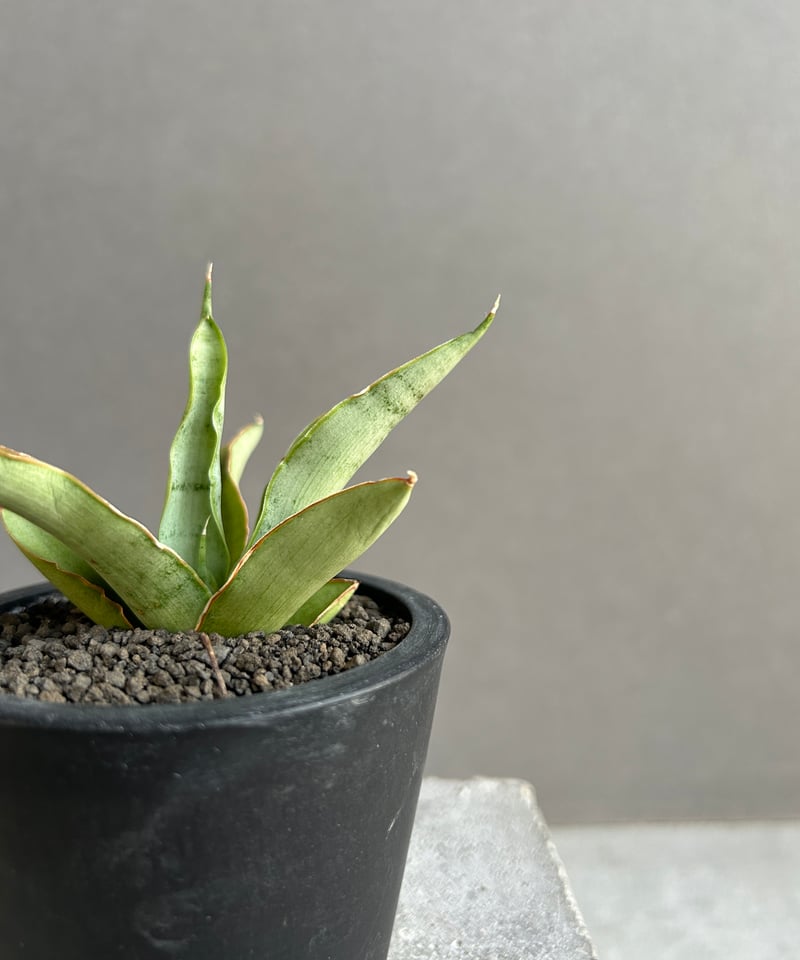 EMP サンセベリア Saigon サイゴン /最後の写真 イメージ SA354 サンセベリア サイゴン 「Sansevieria Saigon (by Unyamanee