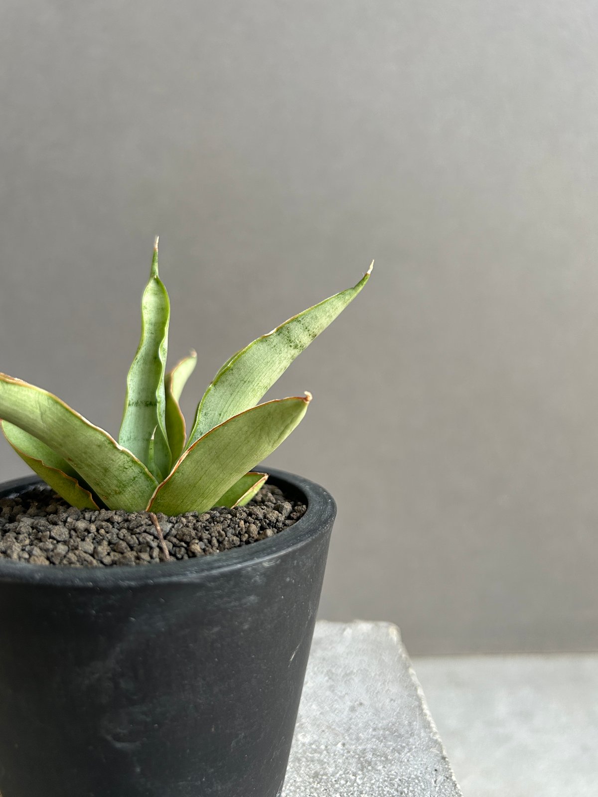 EMP サンセベリア saigon サイゴン / SA352