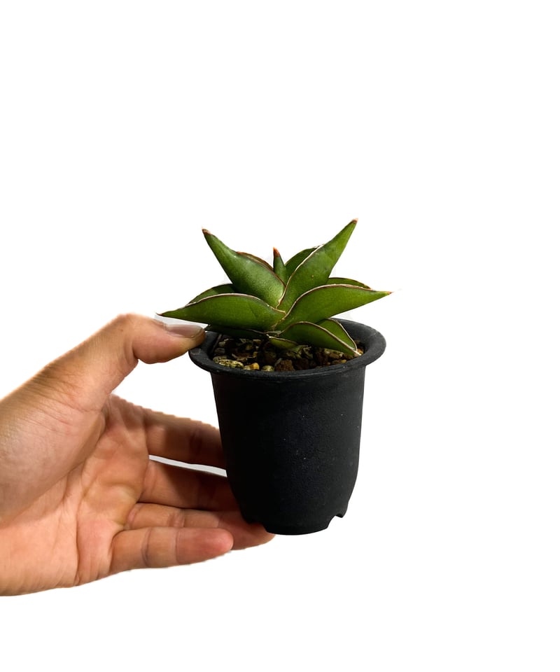 サンセベリア サワディー 「Sansevieria Sawasdee」10/4 | SHOUC