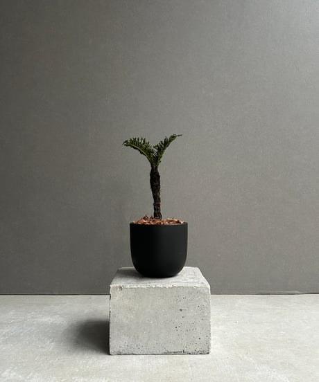 ☆ インドボダイジュ♪ 太幹曲がり 110cm♪ CATEGORY Plants | SHOUCHIKUEN
