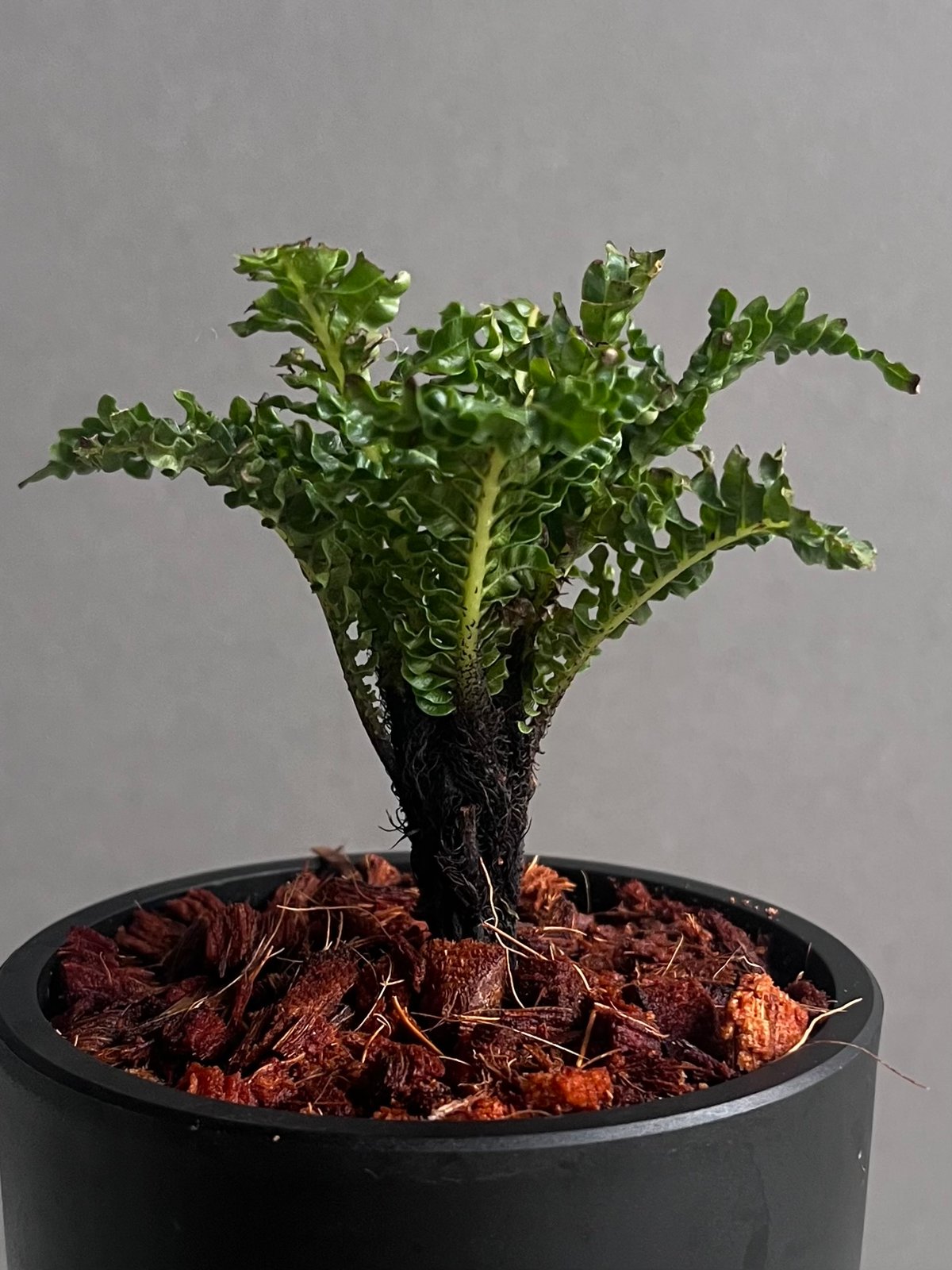 ブレクナム ギッバム ドワーフ 「Blechnum gibbum Dwarf 」90C | S
