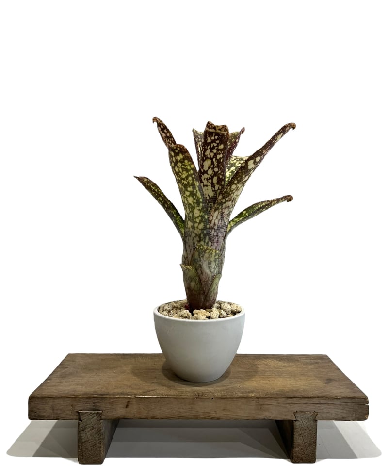 ビルベルギア コラン マジック「Billbergia Kolan Magic」77G-4 |