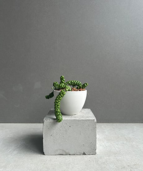 大株　コアジサイ　抜き苗　2株 大株 コアジサイ 抜き苗 2株 落葉樹