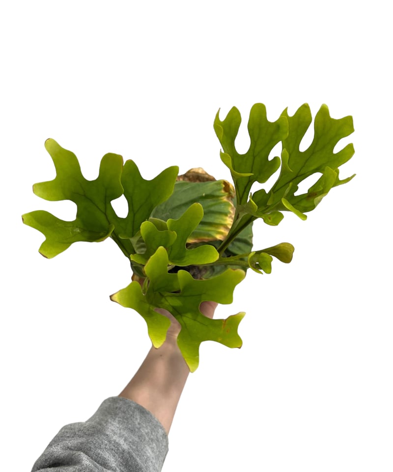 ビカクシダ リドレイ ridleyi やや大きめ ビカクシダ リドレイ