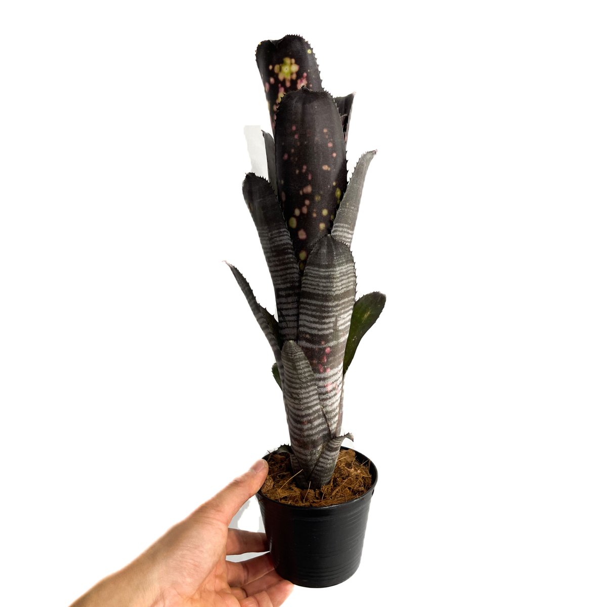 ビルベルギア ダースベイダー　Billbergia  Darth Vader大株