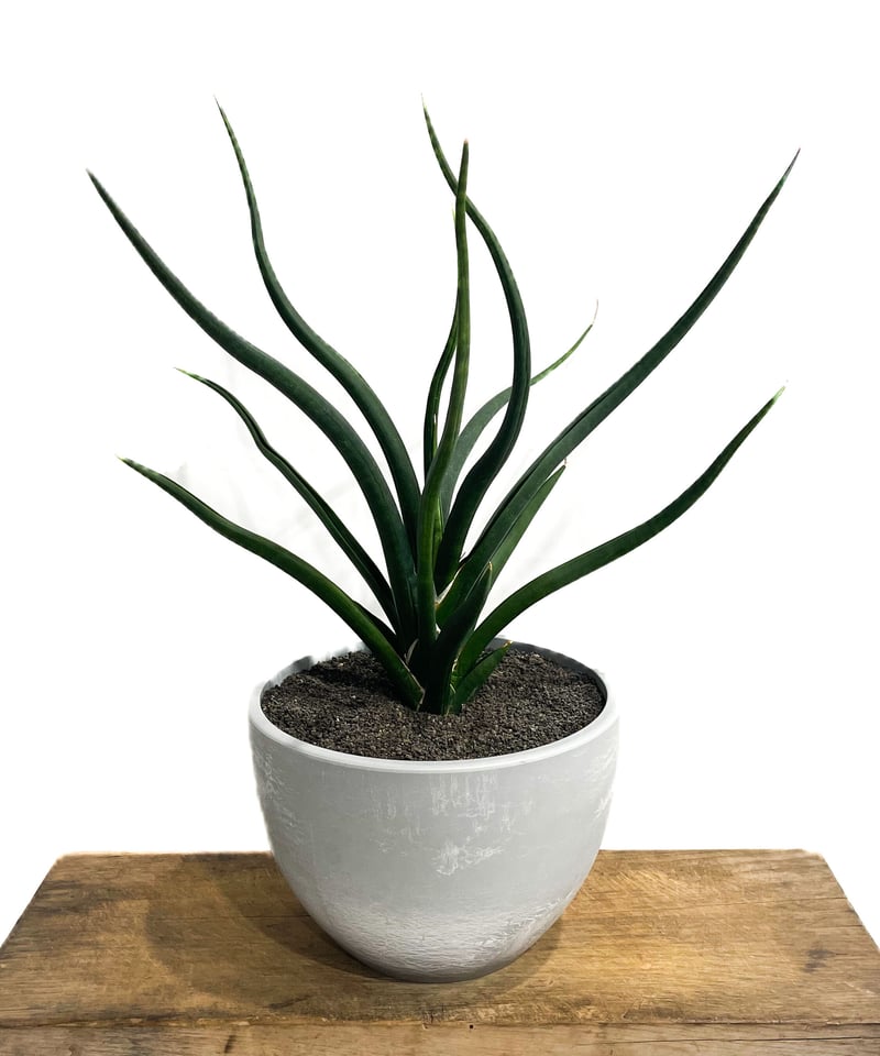 サンセベリア バオダム「Sansevieria Baodam」7/25-73A | SHOUC サンセベリア バオダム「Sansevieria Baodam」7/25-73A | SHOUC