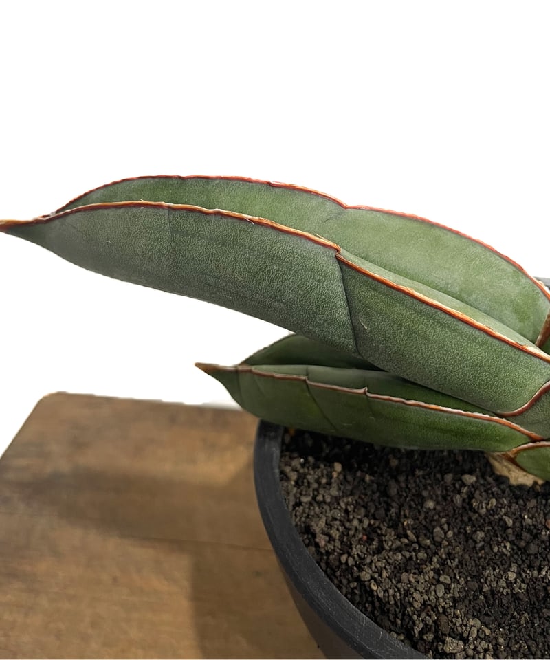 サンセベリア エーレンベルギー バナナ 「Sansevieria ehrenbergii Ba