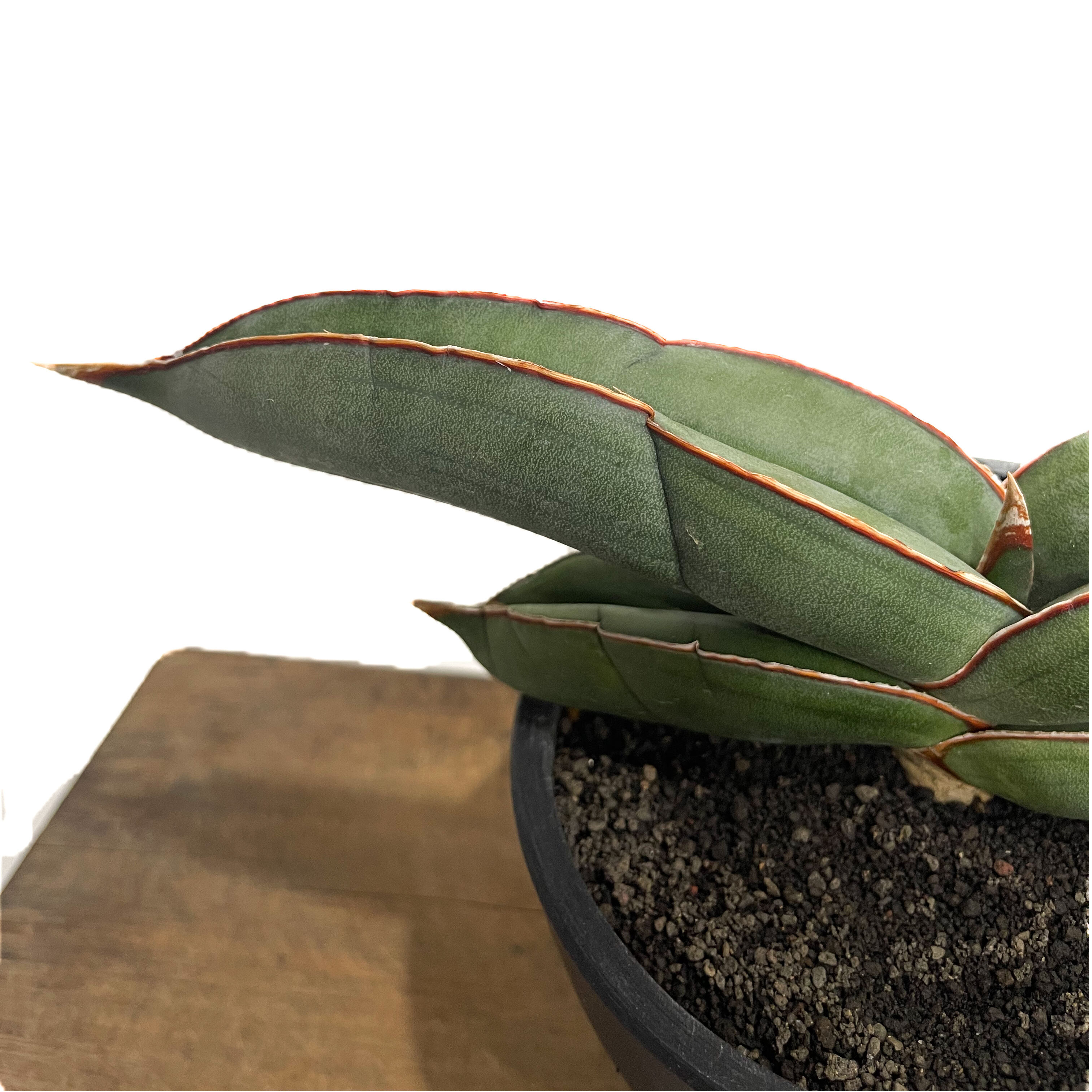 サンセベリア エーレンベルギー バナナ 「Sansevieria ehrenbergii Ba