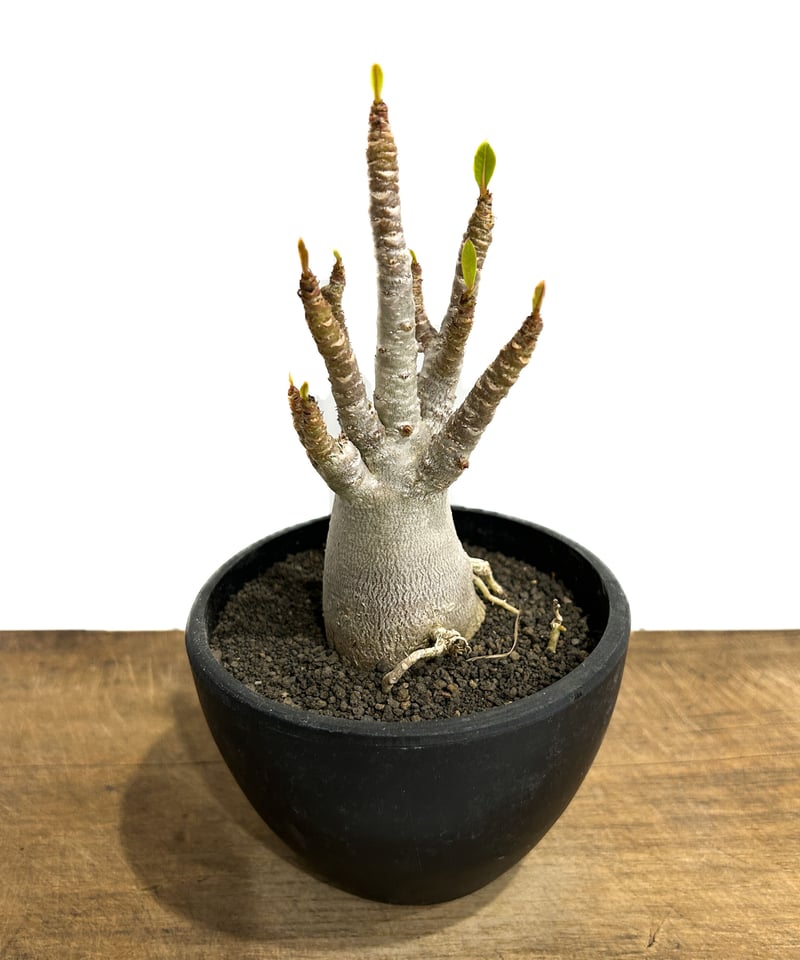 アデニウム オベスム 「Adenium obesum 」3/29-222 | SHOUCHI アデニウム オベスム 「Adenium obesum 」3/29-222 | SHOUCHI