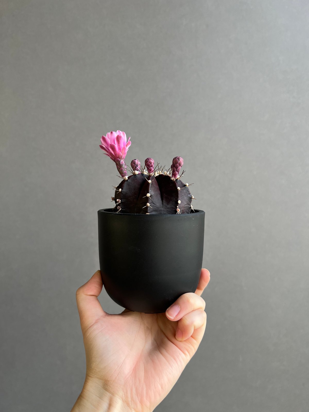 サボテン　ギムノカリキウムBlack widow hybrid 実生苗 サボテン ギムノカリキウムBlack widow hybrid 実生苗