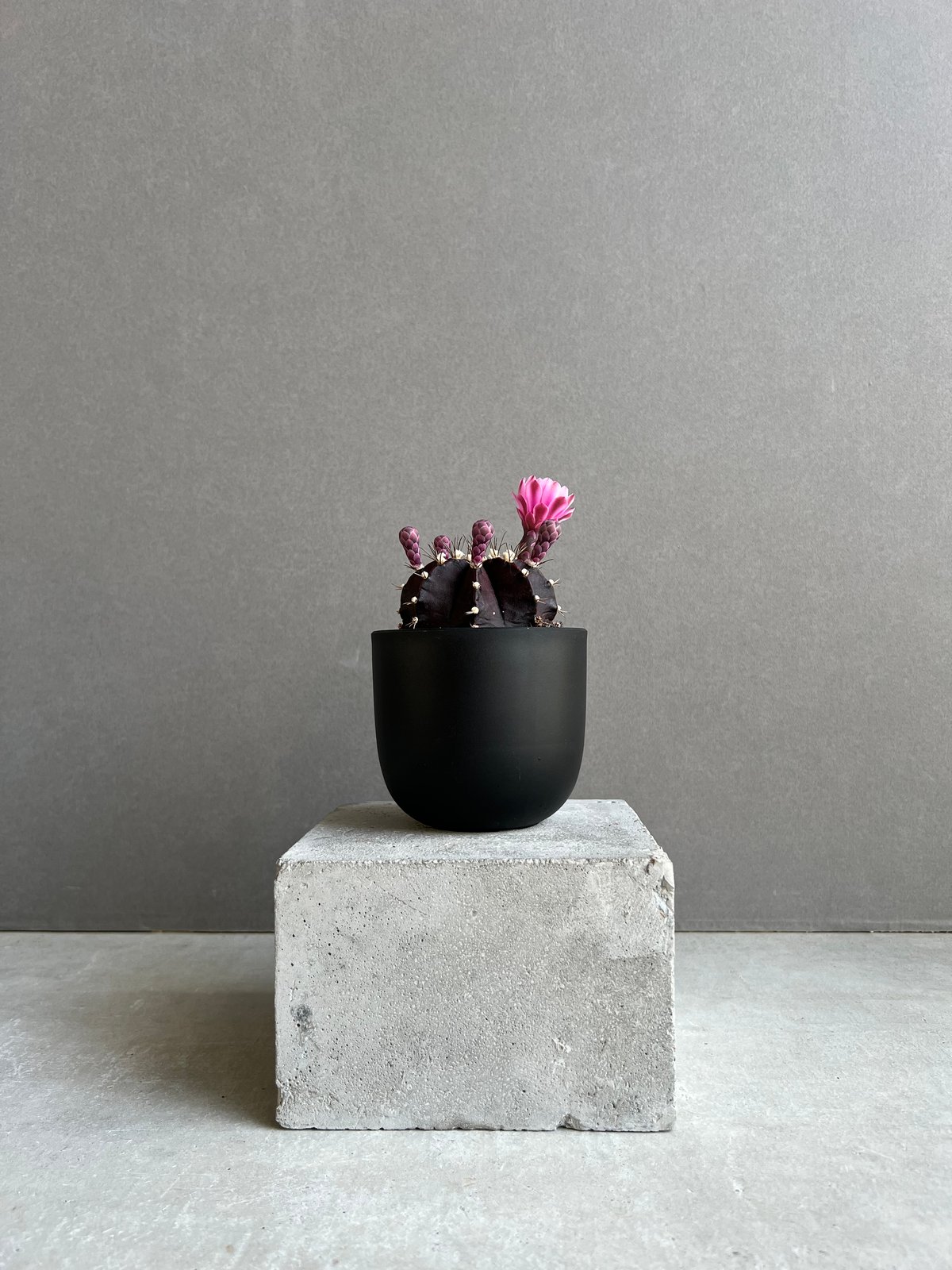 サボテン　ギムノカリキウムBlack widow hybrid 実生苗 Gymnocalycium asterium. ギムノカリキウム属 黒刺鳳頭 黒刺鳳頭