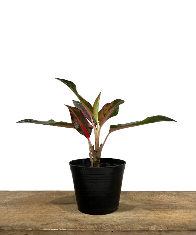 アグラオネマ レッドサンダー 「Aglaonema Red Thunder」42I | SHO