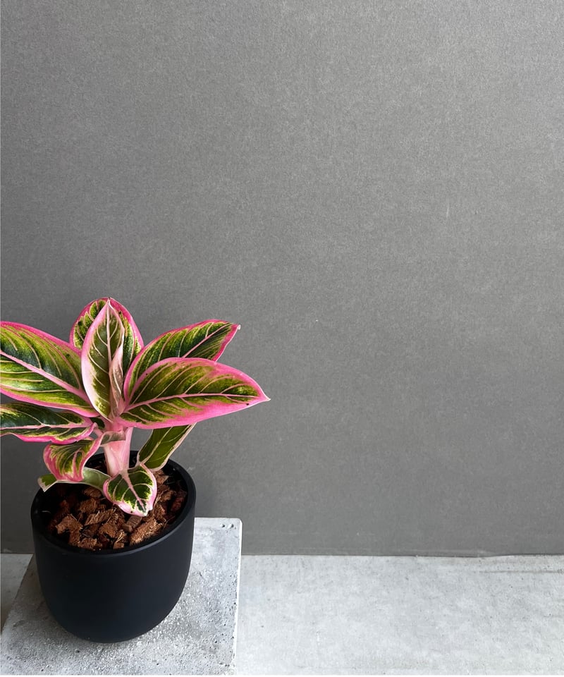 アグラオネマ ロータス デライト 「Aglaonema Lotus Delight」22F |