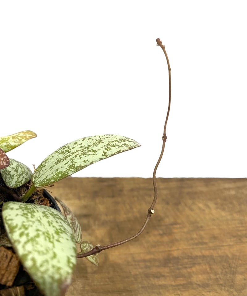 ホヤ シギラティス シルバー ボルネオ 「Hoya sigilatis Silver