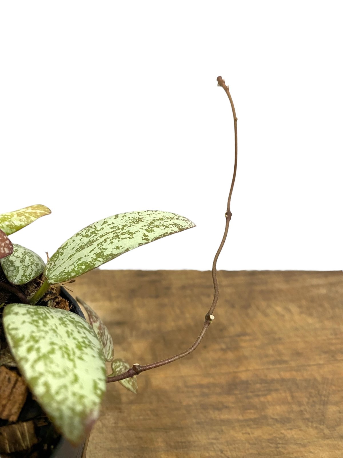 ホヤ シギラティス シルバー ボルネオ 「Hoya sigilatis Silver