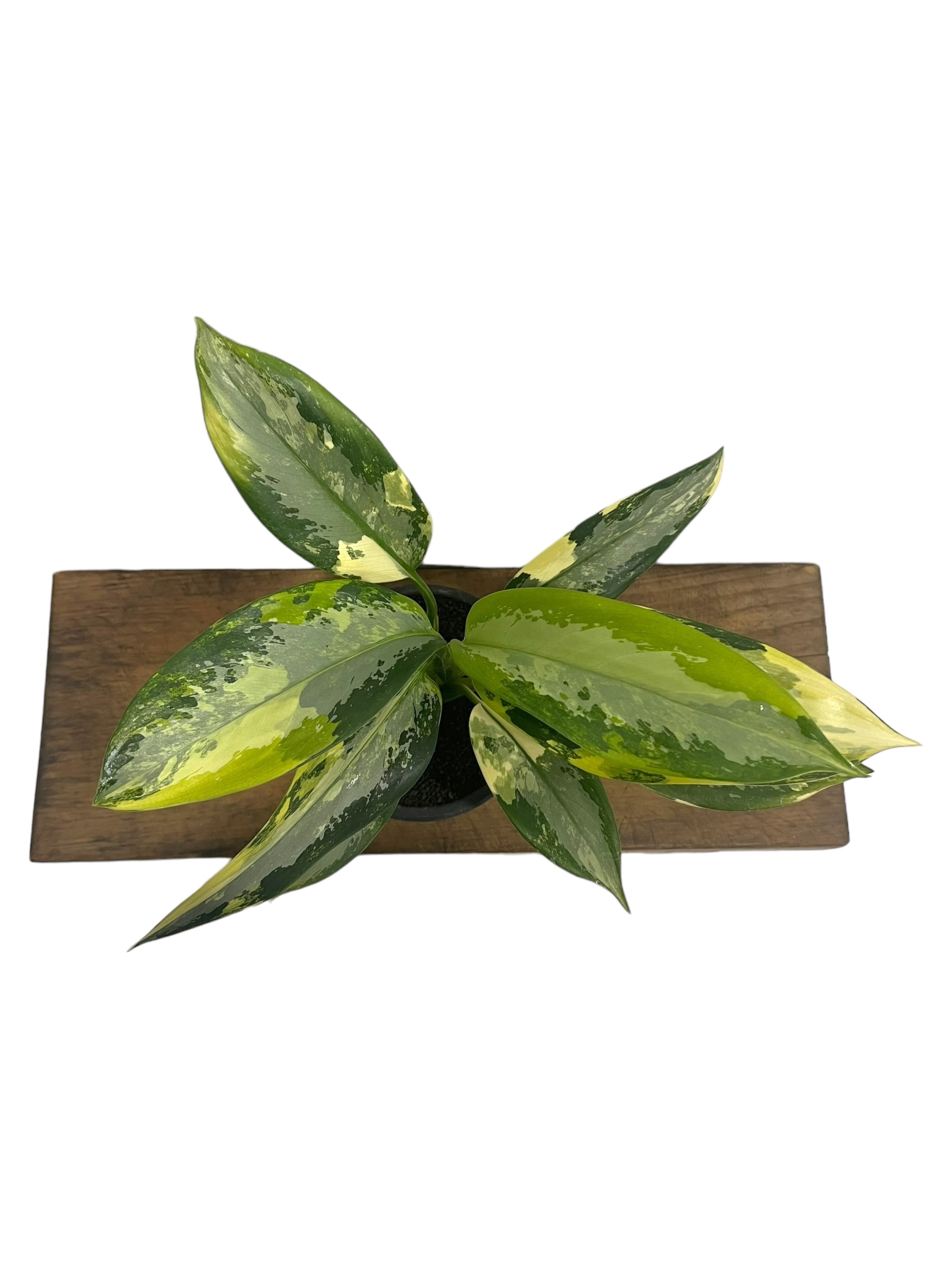 アグラオネマ スワンナプーム「Aglaonema Suvarnabhumi」66R | SHO