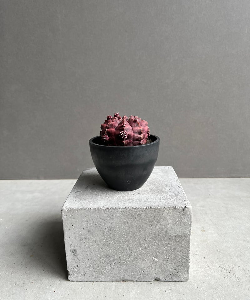 ギムノカリキウム デイドリーム (実生苗) 「Gymnocalycium cv. Day