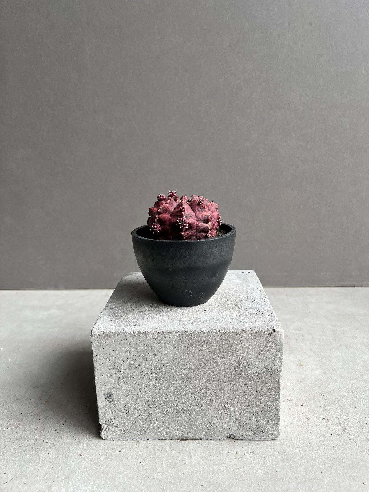 ギムノカリキウム デイドリーム (実生苗) 「Gymnocalycium cv. Day