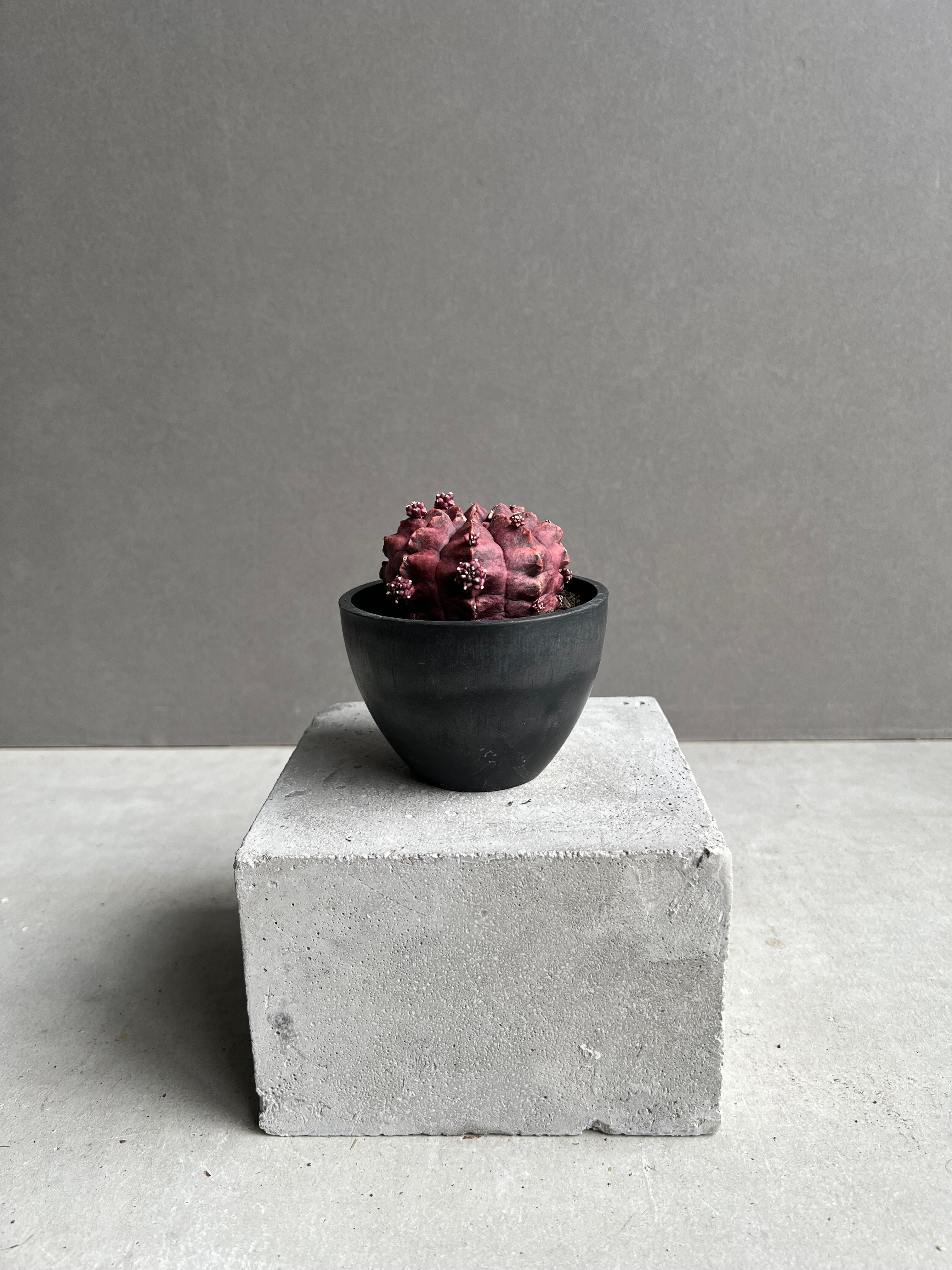 ギムノカリキウム デイドリーム (実生苗) 「Gymnocalycium cv. Day
